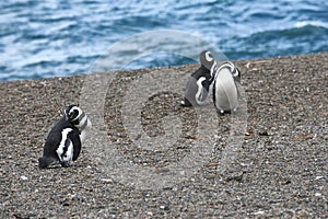 Magellanic penguin in the Valdes Peninsula