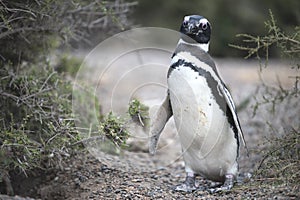 Magellanic penguin in the Valdes Peninsula