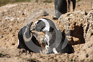Magellanic Penguin photo