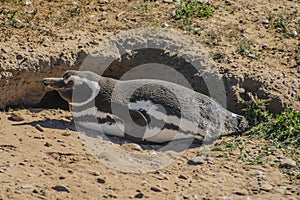 Magellanic Penguin photo