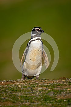 Magellanic penguin waddles over grass raising foot