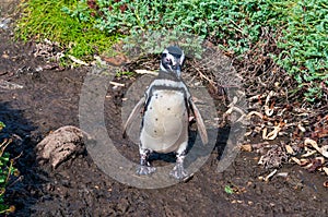 Magellanic penguin walking on dirt