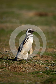 Magellanic penguin walks across grass with catchlight photo