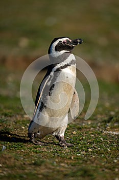 Magellanic penguin walks across grass in sunshine