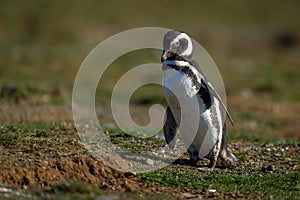 Magellanic penguin walks across slope in sunshine