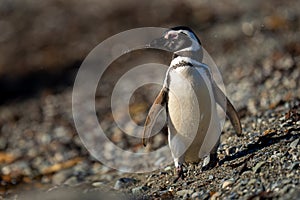 Magellanic penguin walks toward camera shaking head
