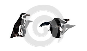 Magellanic Penguins photo