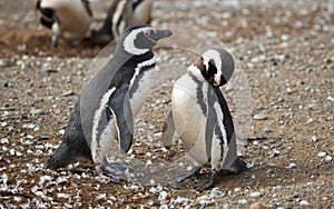 Magellanic penguins