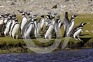 Magellanic Penguins photo