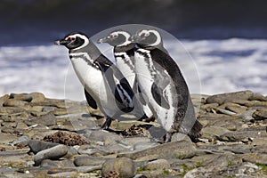 Magellanic Penguins photo