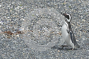 Magellanic penguins in the Beagle channel.