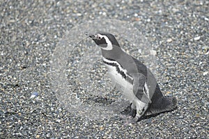 Magellanic penguins in the Beagle channel.