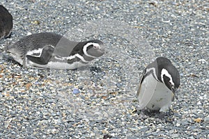 Magellanic penguins in the Beagle channel.