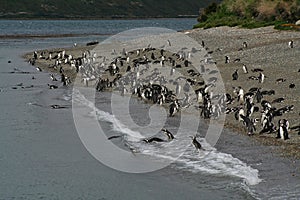 Magellanic penguins, Beagle Channel, Argentina