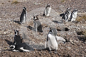Magellanic Penguins, early morning at Punto Tombo