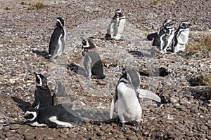 Magellanic Penguins, early morning at Punto Tombo photo