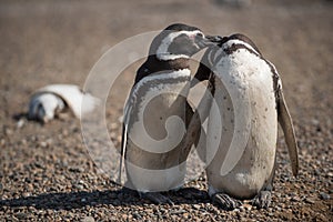 Magellanic penguins exchange cuddles photo