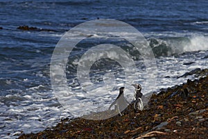 Magellanic Penguins going to sea