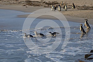 Magellanic penguins going to sea from Bleaker Island in the Falkland Islands