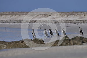 Magellanic Penguins going to sea in the Falkland Islands