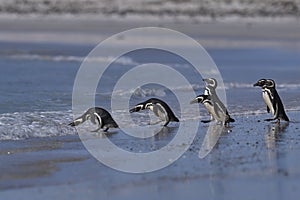 Magellanic Penguins going to sea in the Falkland Islands