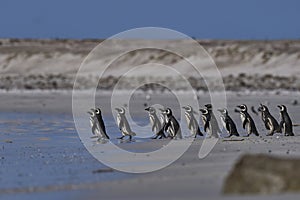 Magellanic Penguins going to sea in the Falkland Islands