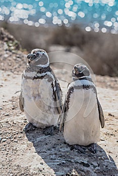 Magellanic penguins guarding their nest, peninsula Valdes, Patagonia