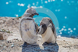 Magellanic penguins guarding their nest, peninsula Valdes, Patagonia