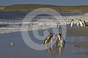 Magellanic Penguins in a huddle