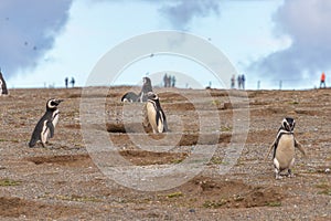 Magellanic Penguins Isla Magdalena, Patagonia, Chile