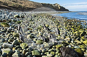 Magellanic penguins leaving the sea on Magdalena island in Chile