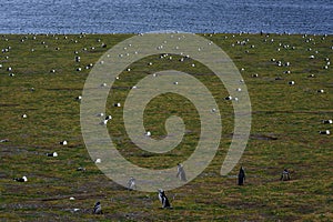 Magellanic Penguins,Magdalena Island, Chile