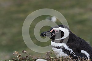 Magellanic Penguins,Magdalena Island, Chile