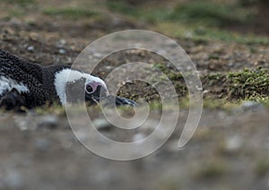 Magellanic Penguins,Magdalena Island, Chile