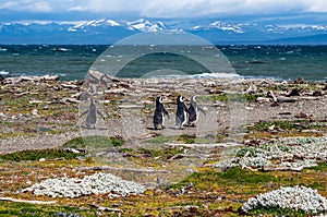 Magellanic penguins in natural environment - Seno Otway Penguin photo