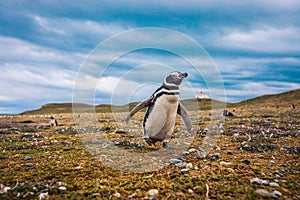 The Magellanic penguins in the Natural  Sanctuary on the Magdalena Island
