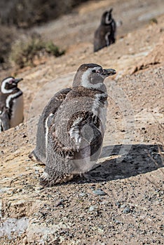 Magellanic penguins at the nest, peninsula Valdes, Patagonia