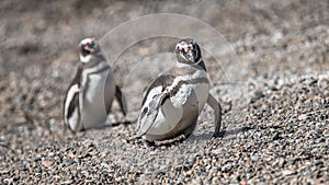 Magellanic penguins at the nest, peninsula Valdes, Patagonia