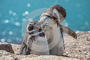 Magellanic penguins at the nest, peninsula Valdes, Patagonia