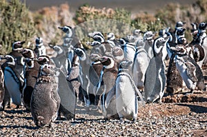 Magellanic penguins in Patagonia, Argentina