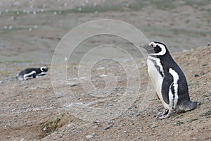 Magellanic Penguins at the penguin sanctuary on Magdalena Island in the Strait of Magellan near Punta Ar