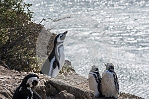 Magellanic Penguins, Peninsula Valdes, Patagonia, Argentina photo