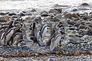 Magellanic Penguins Punta Arenas Patagonia Chile