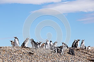 Magellanic penguins, Punta Ninfas, Argentina