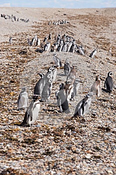 Magellanic penguins, Punta Ninfas, Argentina