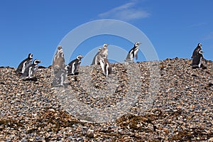 Magellanic penguins, Punta Ninfas, Argentina