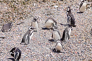 Magellanic penguins. Punta Tombo penguin colony, Patagonia