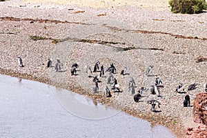 Magellanic penguins. Punta Tombo penguin colony, Patagonia