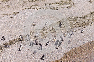 Magellanic penguins. Punta Tombo penguin colony, Patagonia