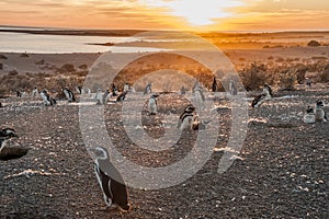 Magellanic Penguins at Punto Tombo photo